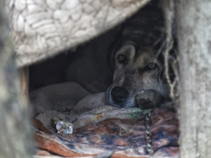 В Хабаровске заживо сожгли собаку