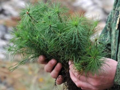 В Хабаровском крае в 2023 году восстановят лес на площади 8 тысяч гектаров