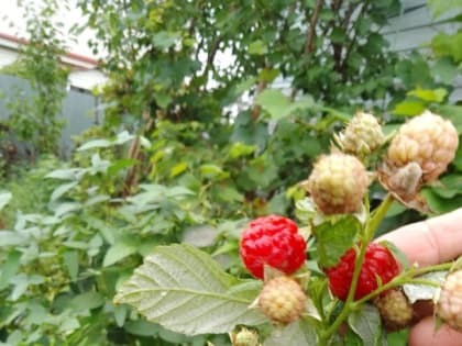 Осенний переполох на даче