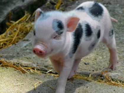 В Хабаровском крае построили первый крупный свинокомплекс