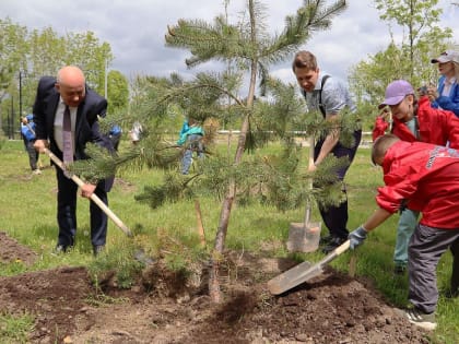 Аллею молодых высадили в Хабаровске