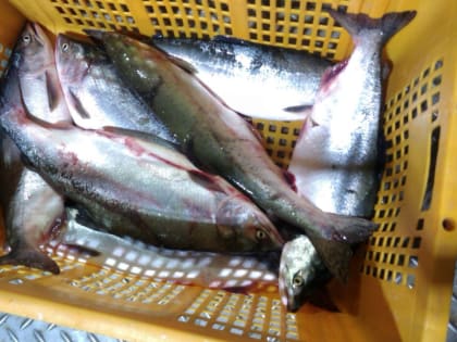 Рыбаки Хабаровского края в 2024 году обновили рекорд промысла биоресурсов