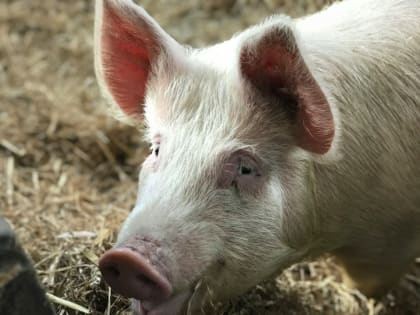 Китай окончательно открыл рынок для импорта свинины из России