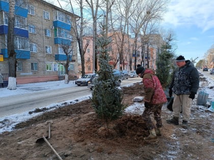 На одной из главных улиц Комсомольска высаживают ели
