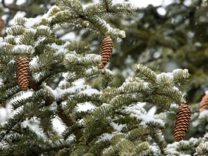 Неожиданная оттепель в Хабаровском крае