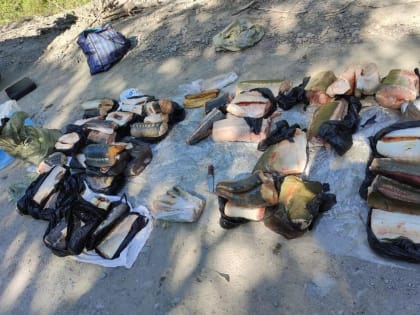 Около тонны незаконно добытых водных биоресурсов обнаружили полицейские в Хабаровском крае
