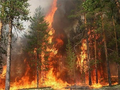 Класс пожарной опасности повысился в четырех районах Хабаровского края