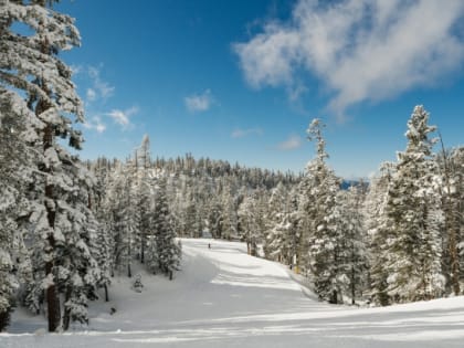 В Хабаровском крае вырастет объем искусственного лесовосстановления