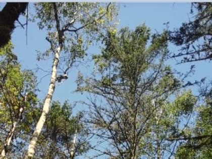 Анализ ошибок при выполнении работ по лесопатологическим обследованиям провели специалисты ЦЗЛ Хабаровского края