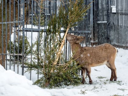Ёлку питомцам зоосада!
