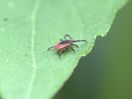 Больше пяти тысяч человек пострадали от укусов клещей в Хабаровском крае