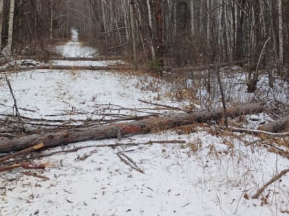 Леса наши бескрайние: как в Хабаровском крае сохраняют зеленое золото