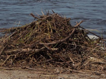 Хабаровчане очистили от сухостоя дамбу возле арены «Ерофей»