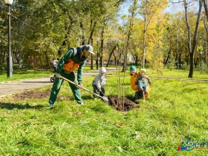 40 новых растений посадили в хабаровском парке «Динамо»