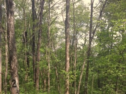 Выборочные наземные наблюдения за популяциями вредных организмов