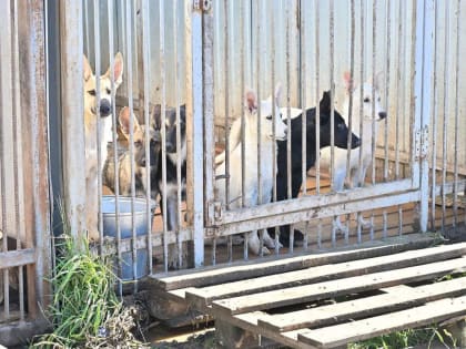 Стая собак напала на людей в городе