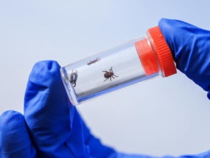 Прививочная кампания от клещевого энцефалита началась в Хабаровске