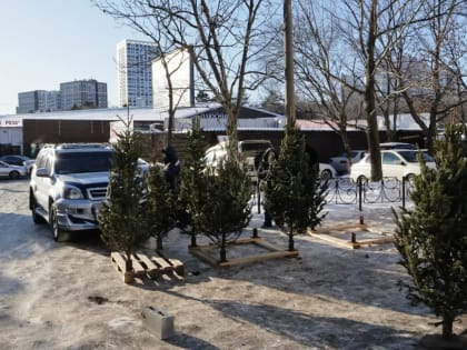 Что почём: покупаем новогоднюю ёлку в Хабаровске