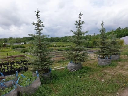 Одна из главных улиц Комсомольска продолжает обновлять свой зелёный наряд