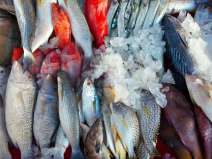 Россия ввела запрет на импорт рыбы из Японии