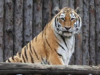 Краснокнижная хищница получила хабаровскую прописку