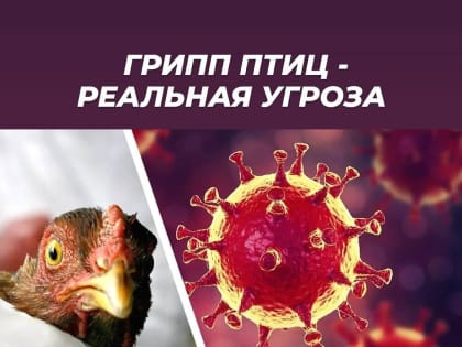 Ветеринарная служба предупреждает о возможности возникновения гриппа птиц