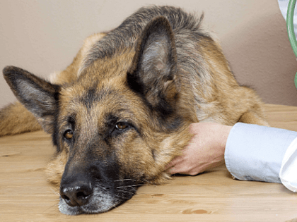 Избегайте отравленных ловушек