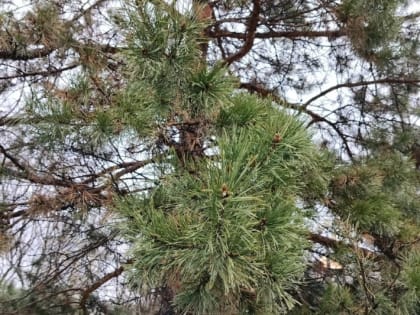 В Хабаровском крае 21 апреля ожидаются дожди с мокрым снегом