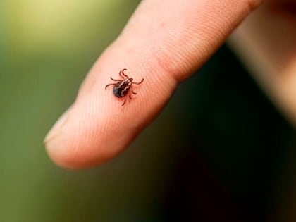 Клещи начинают просыпаться в окрестностях Хабаровска