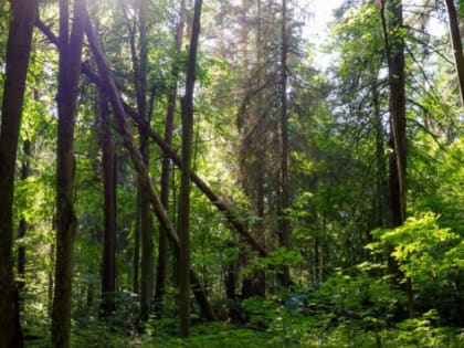 В Хабаровском крае развитию экономики поможет эффективное использование лесного фонда