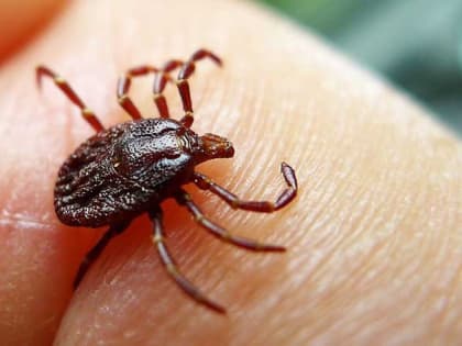 9 обращений по поводу присасывания клещей поступило в Хабаровском крае