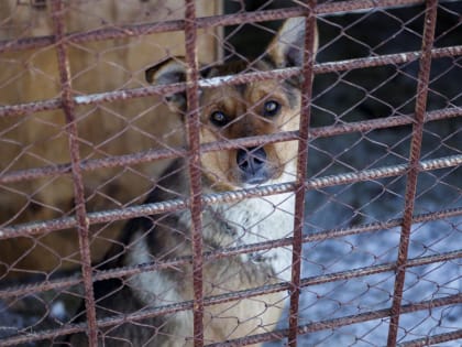 В январе нового года в Комсомольске отловлено 80 безнадзорных животных