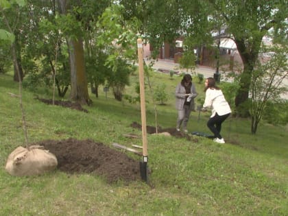 25 дубов высадили в Краевом парке культуры в Хабаровске