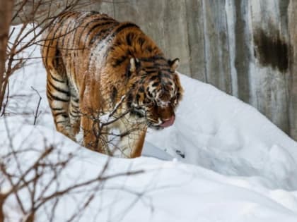 Тигр прилег отдохнуть на обочине дороги на въезде в город Вяземский Хабаровского края