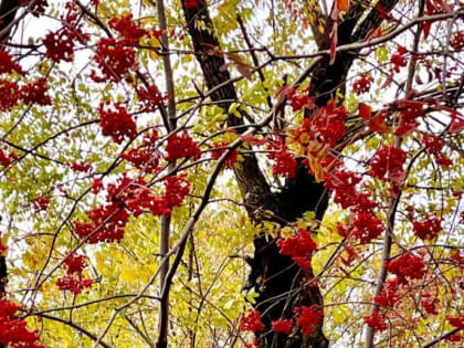 Ожидаются дожди с мокрым снегом в Хабаровском крае