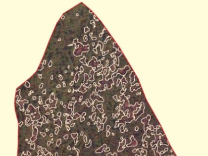 Работы по лесопатологическим насаждениям продолжаются