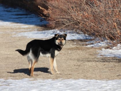 Прокуратура проводит проверку в связи с нападением безнадзорных собак на хабаровчанку