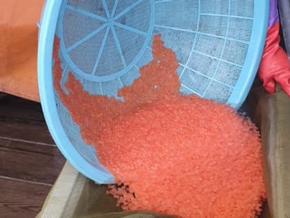 Росрыболовство предлагает постоянное ограничение на вывоз красной икры