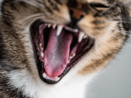 Об обнаружении предполагаемого очага бешенства сообщили в Хабаровском крае