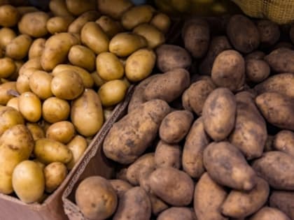 Цены на яблоки, картофель и морковь вот-вот снизятся