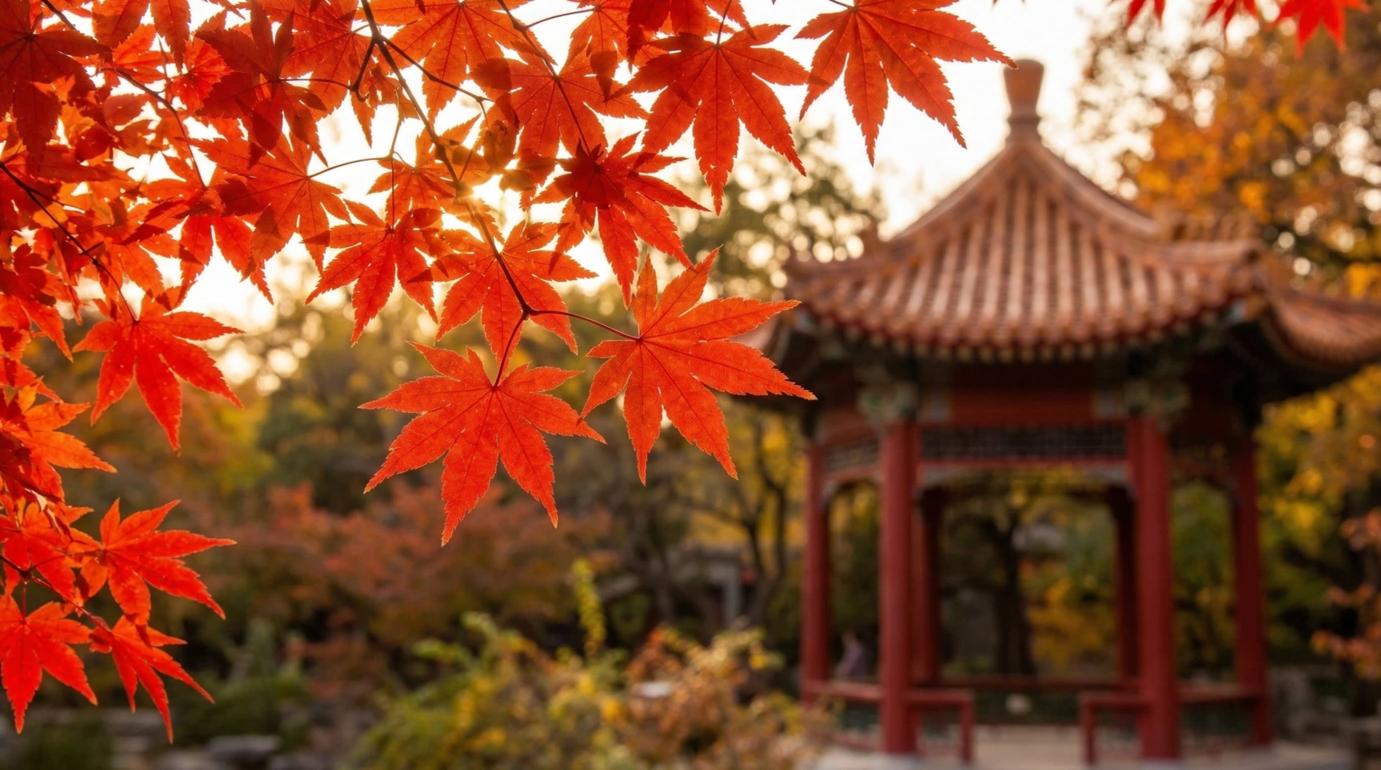 A vibrant close-up shot of translucent red maple leaves back-lit by the sun in Xiangshan Park, Beijing
