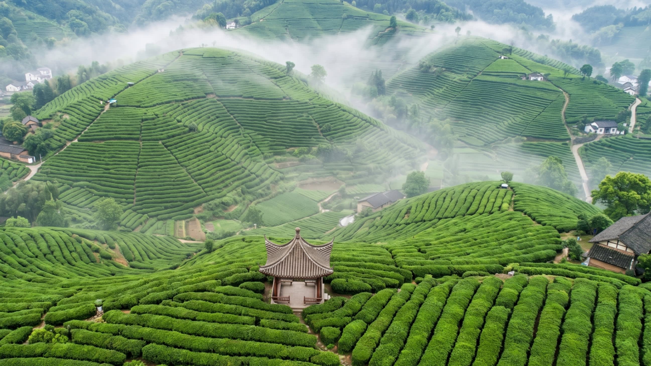 Image 2 - The terraced emerald beauty of the Longjing tea plantations