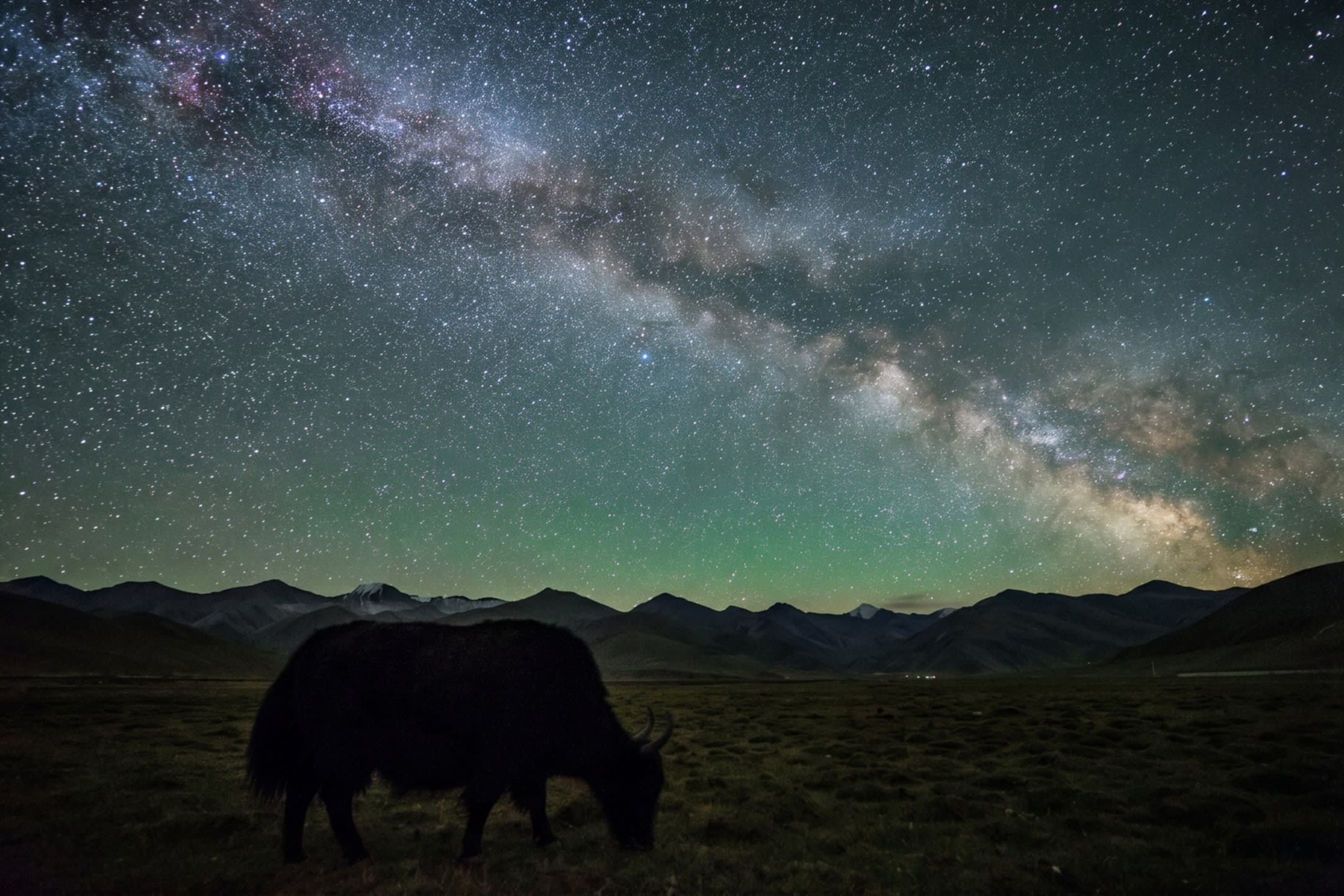 Image 4 - A silent sentinel: A yak grazing under a million suns