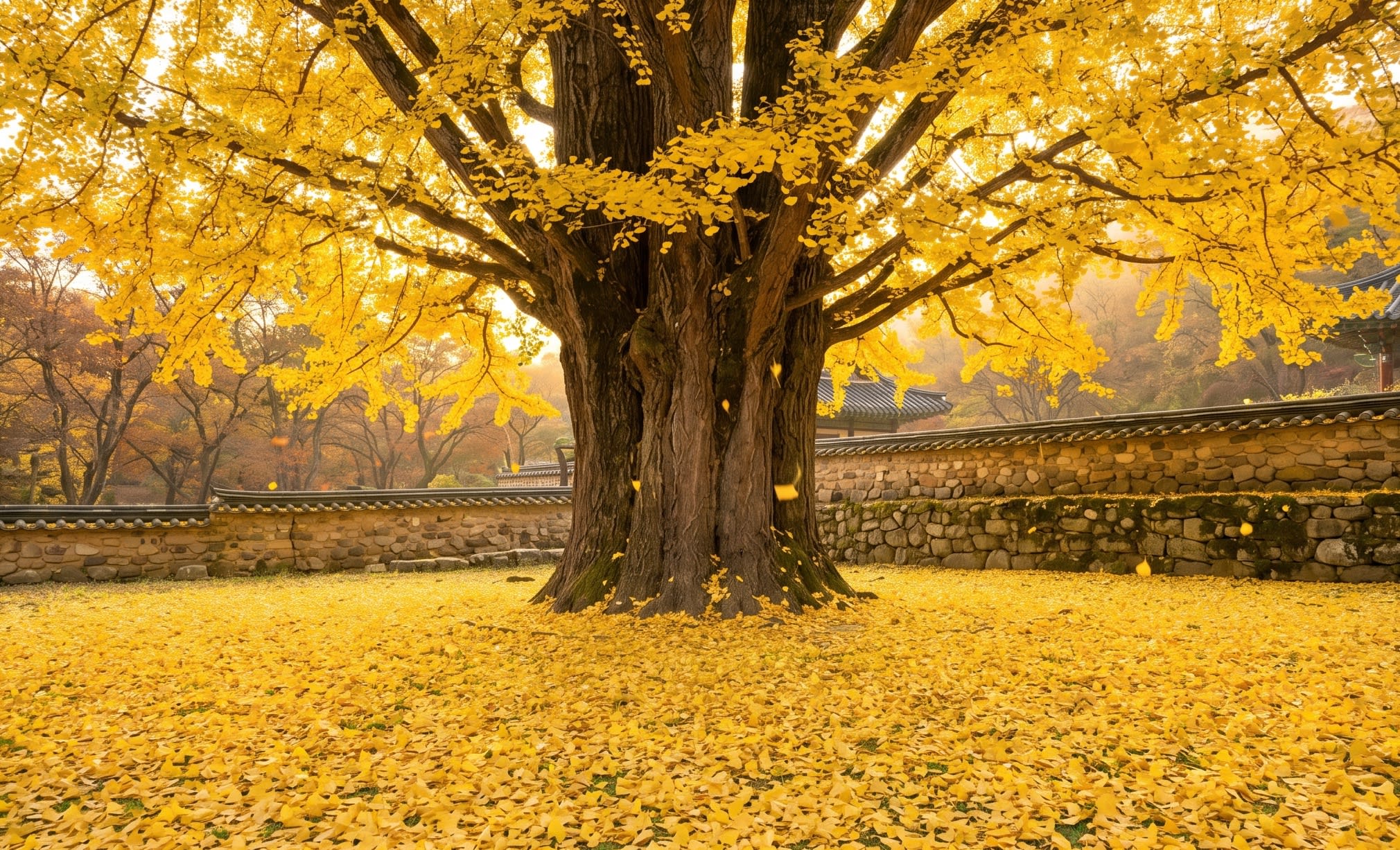 Frozen Time: The golden canopy of an ancient Ginkgo 'King'