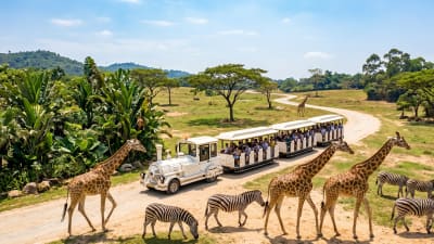 Asia’s Best Theme Park? The 2026 Ultimate Survival Guide to Chimelong Safari Park