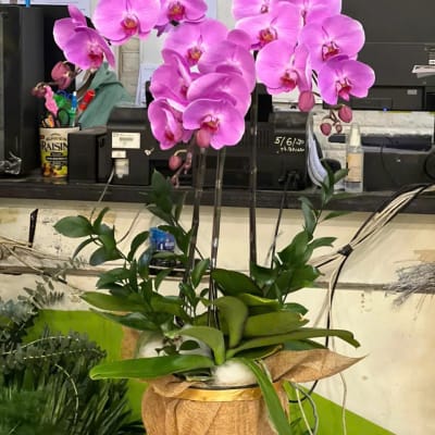 Unique 3-branch Purple Phalaenopsis Orchid Pot HD14