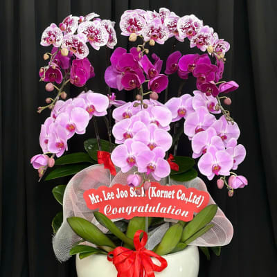 Multi-colored Phalaenopsis Orchid Pot with 9 branches HD20