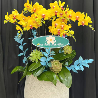 Yellow Phalaenopsis Orchid Pot with 7 Yellow Stems H21