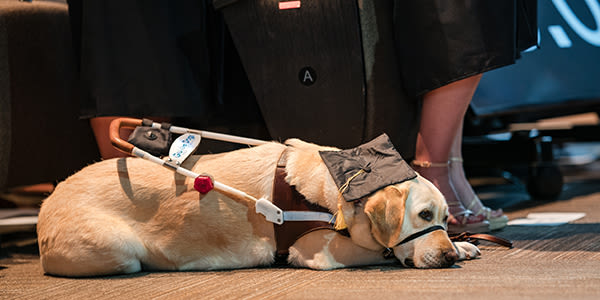 service dog