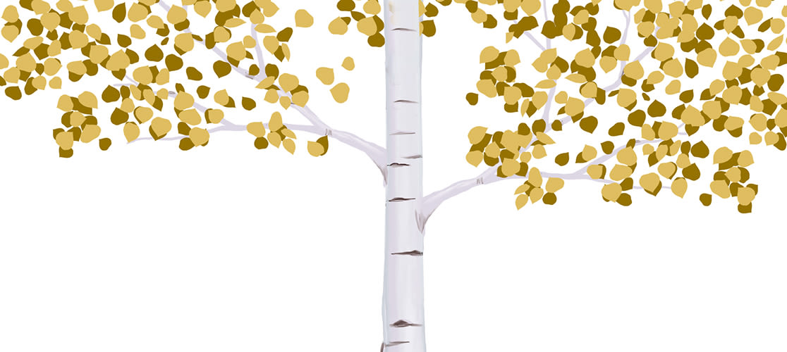 beautiful aspen leaves on a tall tree